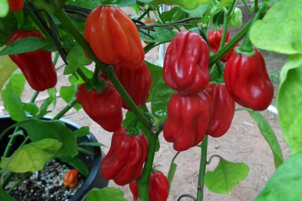 Pedasnya Cabe, Harapan Baru Melawan Kanker Prostat