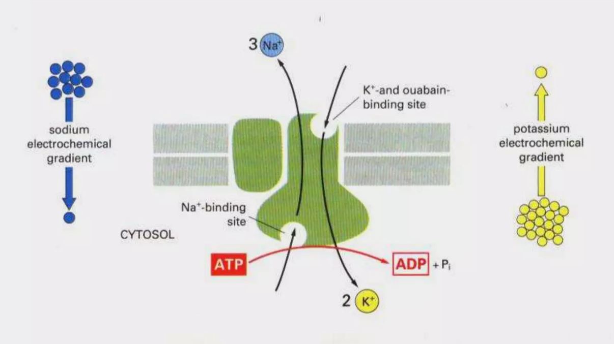 Pompa Natrium Kalium Na+ K+ ATPase